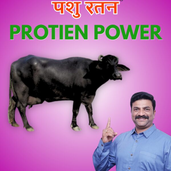 pashu ratan protein powder | boosts milk production in cows and buffaloes after delivery
