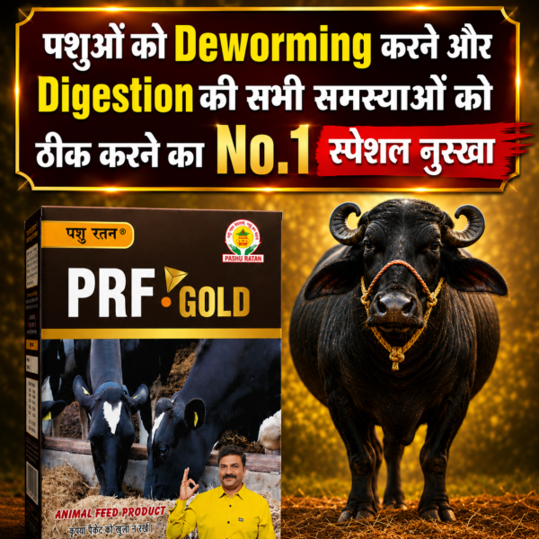 pashu ratan prf gold | helps in digestion & hajma for dairy animals